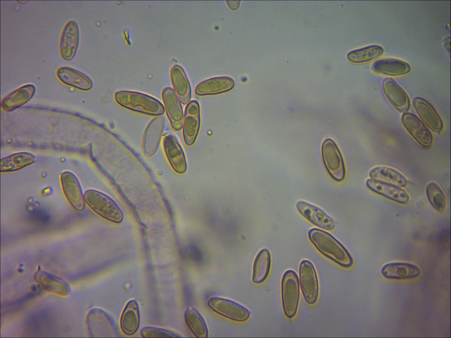 phylloporus rhodoxanthus